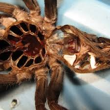 Image result for Spermacoce senensis