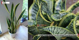 Semoga perkongsian ini memberi manfaat untuk semua. Pokok Lidah Mertua Beracun Dedah Pusat Racun Negara Mdaily