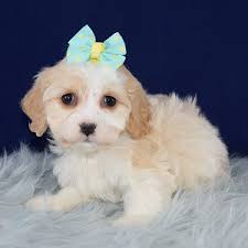 Happytail's cavachon puppies come from breeders with over 10 years experience, offering a 10 year health guarantee! Cavachon Puppies For Sale In Pa Ridgewood Cavachon Adoptions