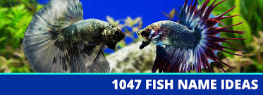 This question is a common one that i receive a lot. 1047 Fish Name Ideas The Biggest List Anywhere