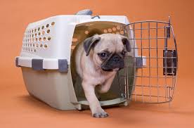 Check spelling or type a new query. Crate Training