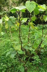 Image result for Kava