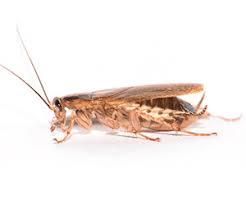 Rbvfc responded to a 3 car accident at coastal highway and houston street in dewey beach on april 2nd. Expert Pest Control In Delaware Maryland Activ Pest Solutions