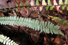 Image result for Asplenium