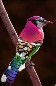 Bird Bird Bird Is The Word Song Bird Bird Photography Bird Photo Nature Bird Nature Photo Good Bird Pet Parrot Flying Bird Animal Colorful In 2020 Beautiful Birds Nature Birds Colorful Birds