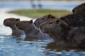 What Types Of Animals In The Tropical Rain Forest Are Herbivores Tropical Rainforest Rainforest Habitat Rainforest