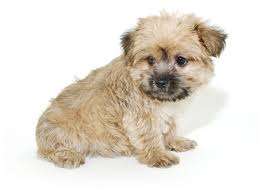 We did not find results for: 1 Morkie Puppies For Sale In Florida Uptown