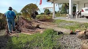 Tulis sepucuk surat kepada seorang rakan anda di luar negara untuk menceritakan masalah penyakit berjangkit yang sedang melanda negara anda. Surat Rasmi Permohonan Tebang Pokok Kecemasan Q Cute766