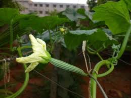 Health benefits of snake gourd. Growing Gourds Ridge Gourd Bitter Gourd And Snake Gourd 14 Steps With Pictures Instructables