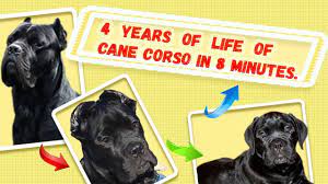 chetyre goda zhizni moej sobaki kane korso za 8 minut canecorso kane korso sobaki zhizn