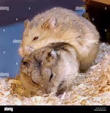 CAMPBELLS HAMSTER mating pair couple he and she sex reproduction having sex  2 two male female sexual sexlife instinct Stock Photo - Alamy