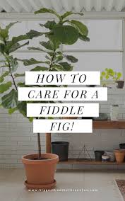 Fiddle leaf figs only need to go up a pot size when they are root bound. How To Water A Fiddle Leaf Fig Bigger Than The Three Of Us