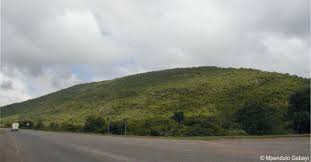 Image result for Brackenridgea