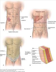 To make the location of the organs in the great abdominopelvic cavity easier, anatomists divided the abdominopelvic cavity into nine regions, as follows Chapter 7 Anterior Abdominal Wall Basicmedical Key