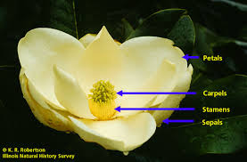 Image result for Magnoliaceae