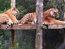 Big cat rescue tigers among us 4wwf.mov. Wolves Tigers A Bit Of History Travel The World History