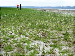 Image result for Sarcocornia natalensis