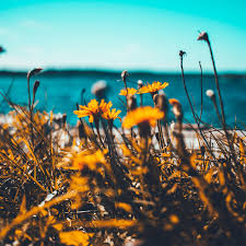 Discover this awesome collection of summer ipad wallpapers. Summer Ipad Wallpapers Top Free Summer Ipad Backgrounds Wallpaperaccess
