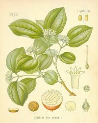 Image result for Strychnos henningsii