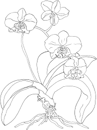 There are eight accurately rendered line drawings of beautiful orchids, with accompanying notes on each plant. Pin By Hyronne On Coloring Flower Coloring Pages Orchid Drawing Orchids