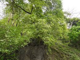 Image result for Gardenia resinifera