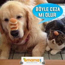 Kedi Mamasi Ya Da Kopek Mamasi Ile Ceza Olmamali Www Emamapet Com Tr Emamapet Kedi Kopek Kedimamasi Kopekmamasi Pet Petmamasi Goruntuler Ile Kopek Kedi Tintin