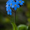 Click on an image or plant name to view the full plant profile. Https Encrypted Tbn0 Gstatic Com Images Q Tbn And9gcskh5t1 Udjd7fdyoy0sqrsgnyehvx6lvhxptnersnck2pgian5 Usqp Cau