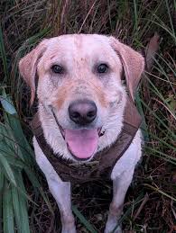 An early morning wood duck hunt with my pucky. Took 20 mins to get my 3  woodies and half that time was walking. Great little morning