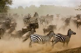 Depending on the chosen program, you can partially or completely protect yourself from unforeseen. The Zebra Raises 38 5m As The Insurance Marketplace Race Heats Up Techcrunch