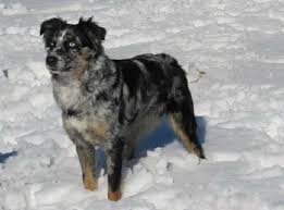 We did not find results for: Australian Shepherd O Cane Pastore Australiano Idee Green