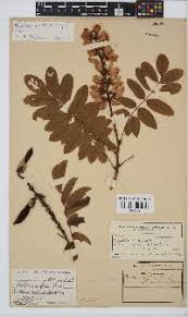 Image result for Mohria nudiuscula