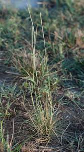 Image result for Sporobolus panicoides