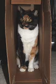 Funny Cat Pictures No Swear Words Cat Best Of The Funny Meme Tortoise As Pets Cats Cat Pics