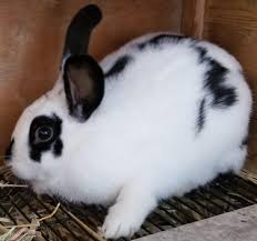 It can lead to health complications if provided in excess. Rabbits Essential Oils Anyone Have Scientific Info Not Circumstantial Evidence Regarding Which Oils Are Safe For Rabbits Rabbits
