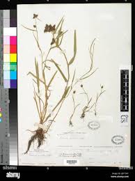 Image result for Fuirena pachyrrhiza