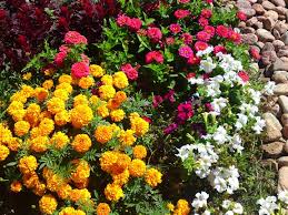 Check spelling or type a new query. Marigold Zinnia Petunia Flower Mix Gareth Store Photography Flowers Plants Trees Flowers Other Flowers Artpal