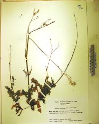 Image result for Launaea intybacea