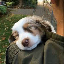 17 Reasons Australian Shepherds Are The Worst Possible Breed Of Dog You Could Adopt In 2020 Australian Shepherd Australian Shepherd Dogs Cute Dogs Breeds