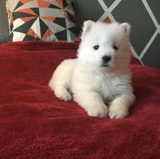 Some dogs can cost up to $3000. Samoyed Puppies For Sale Florida L2sanpiero