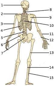 The Skeletal System Bones Of The Human Skeleton From Behind Human Body Anatomy Skeleton Anatomy Human Skeleton