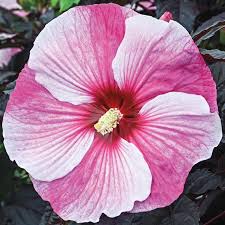 Image result for Hibiscus kirkii