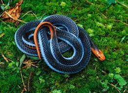 Whats Youre Favourite Snake Page 2 Reptile Forums Coral Snake Pet Snake Snake Breeds