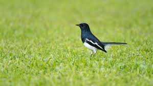Robin black breaks down the ufc 229 title match between khabib and mcgregor. Premium Photo Bird Oriental Magpie Robin Or Copsychus Saularis Female Black Gray And White Color