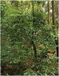 Image result for Olea chimanimani