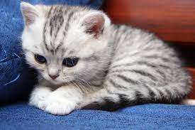 Bri Ns 23 Black Silver Tiger Color Of British Cats Filadelfia Sunray British Shorthair Cats Tiny Cats Cute Cats And Kittens