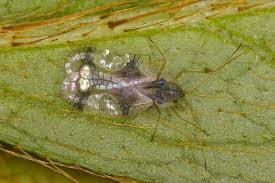Rhododendrons and azaleas usually do not suffer greatly from insect damage but this is not always the case. Azalea Pests And Diseases Agriculture And Food
