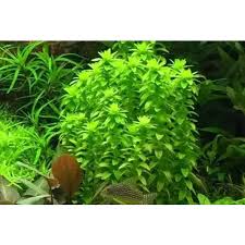 Image result for Limnophila fluviatilis