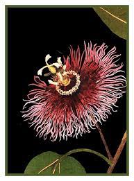 Passion Flower Detail 1 By Mary Delany Counted Cross Stitch Or Counted Needlepoint Pattern Botanical Illustration Passion Flower Botanical Art