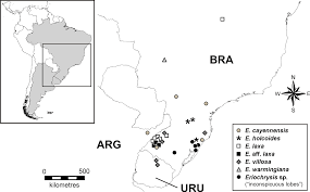 Image result for Eriochrysis pallida