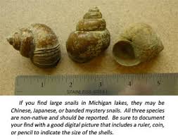 Size mystery snails are among the largest freshwater snails in the hobby, growing to a maximum diameter of 2 inches or more. Chinese Mystery Snail Recorded In Michigan Lakes Msu Extension